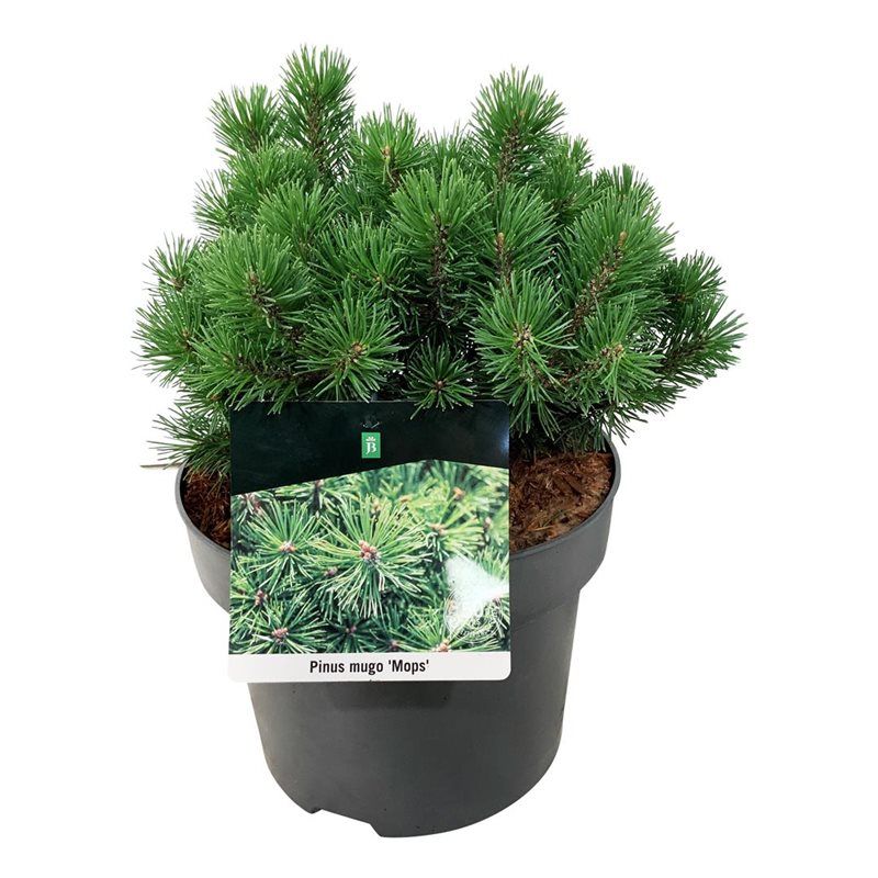 Pinus mugo 'Mops', D 21