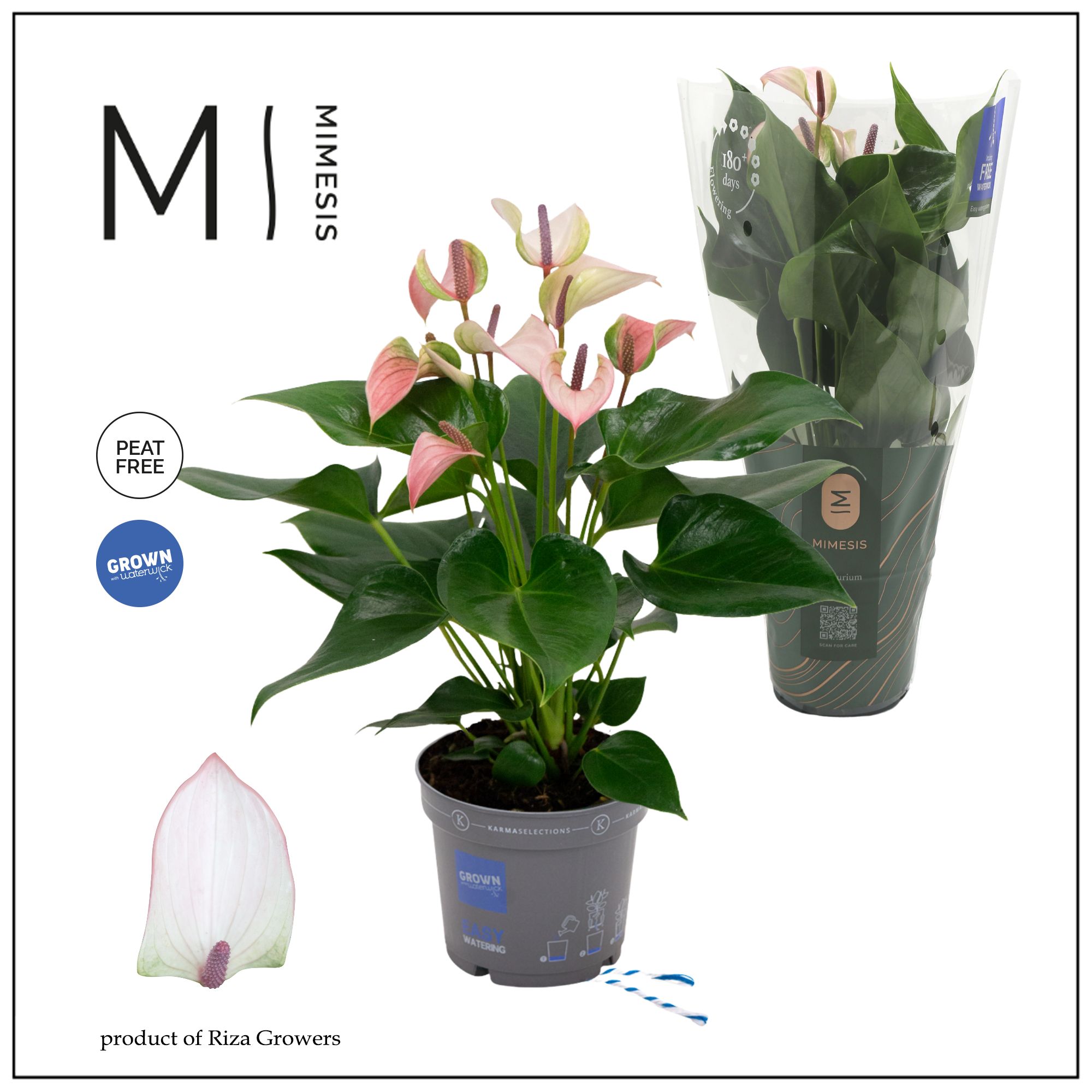 Mimesis Anthurium KARMA Pulse - 12cm, D 12 cm