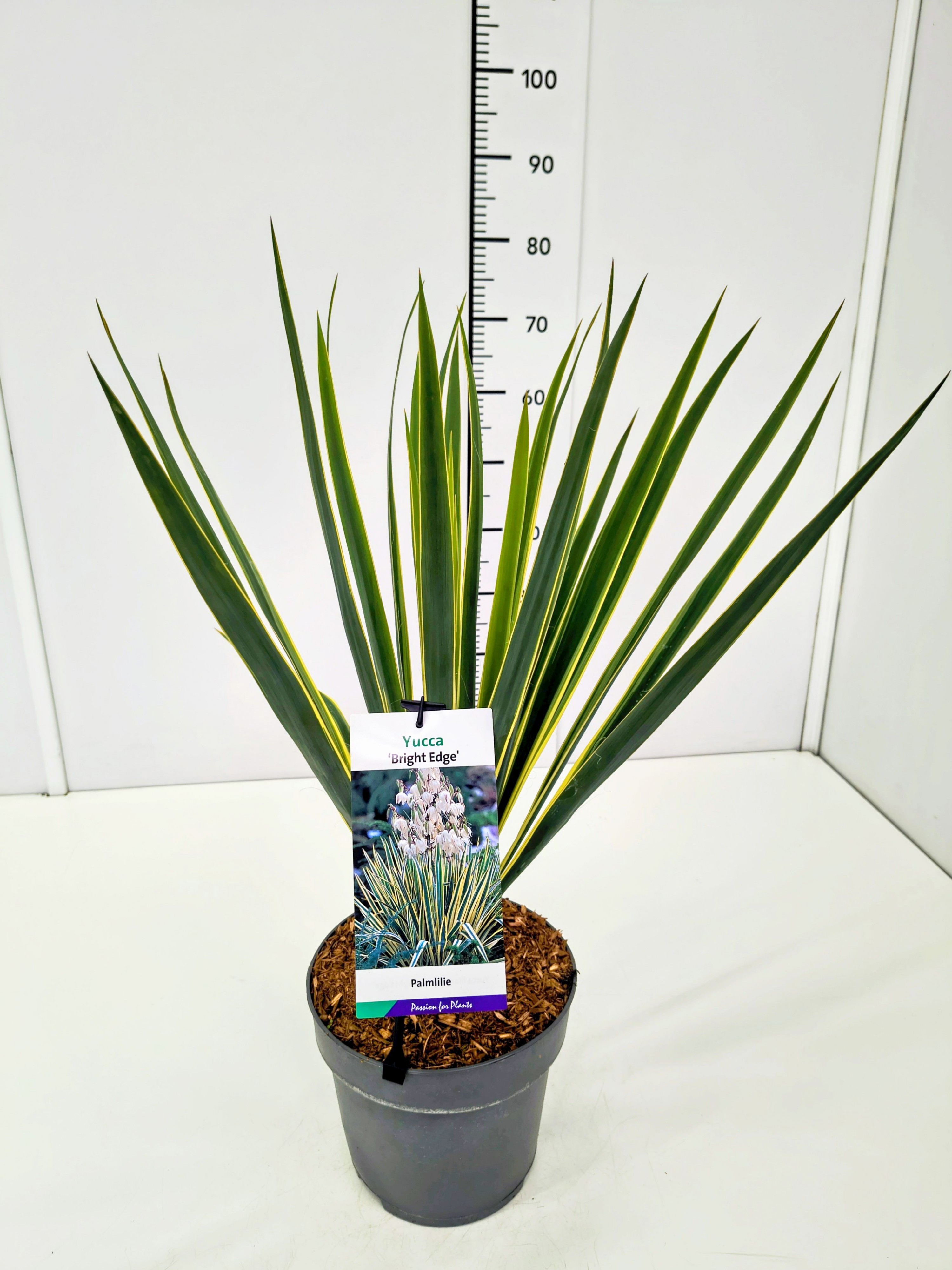 Yucca fil. 'Bright Edge' C5, D 23