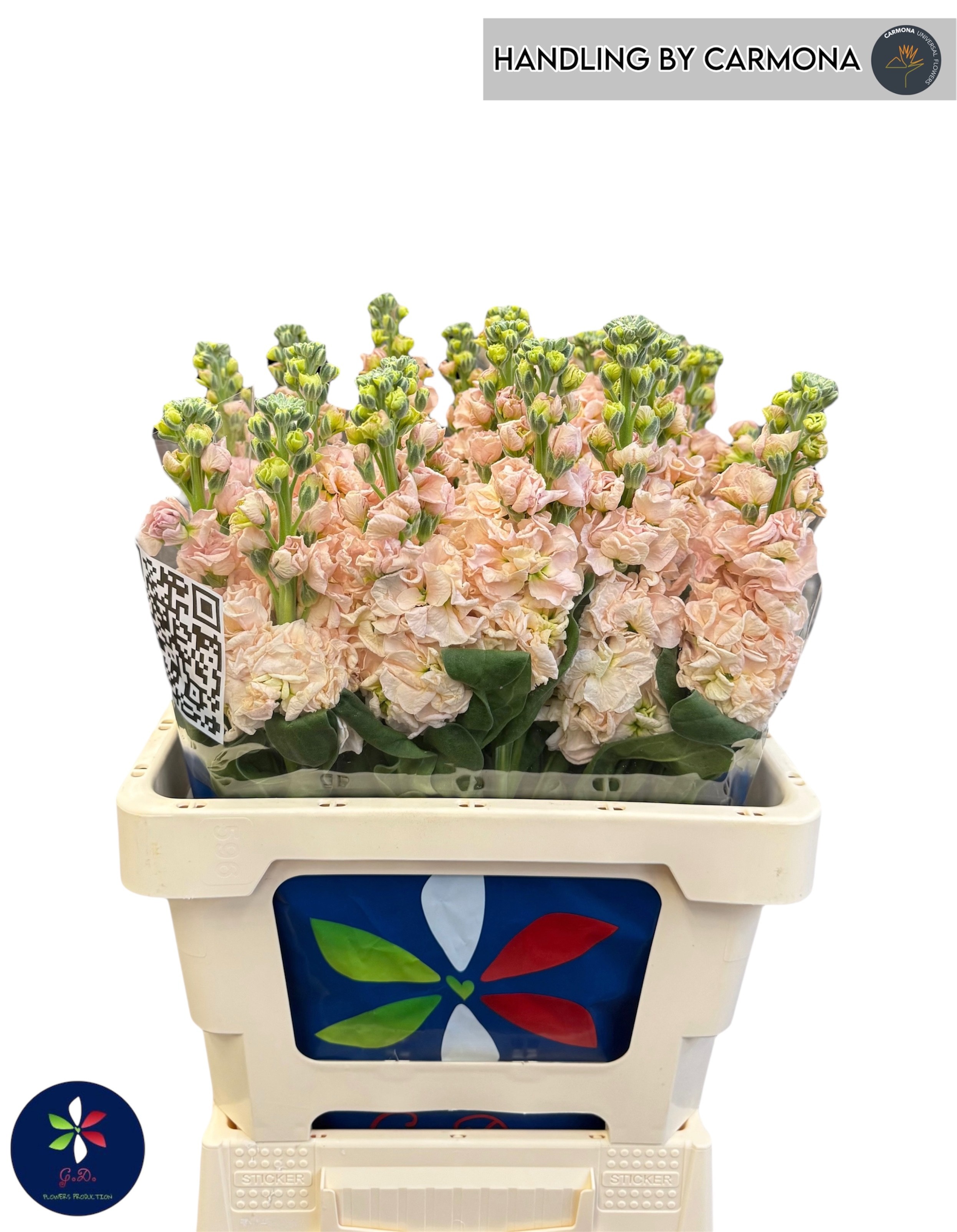 Маттиола од. Айрон Априкот 65, шт. Маттиола од. Айрон Априкот 65, шт.