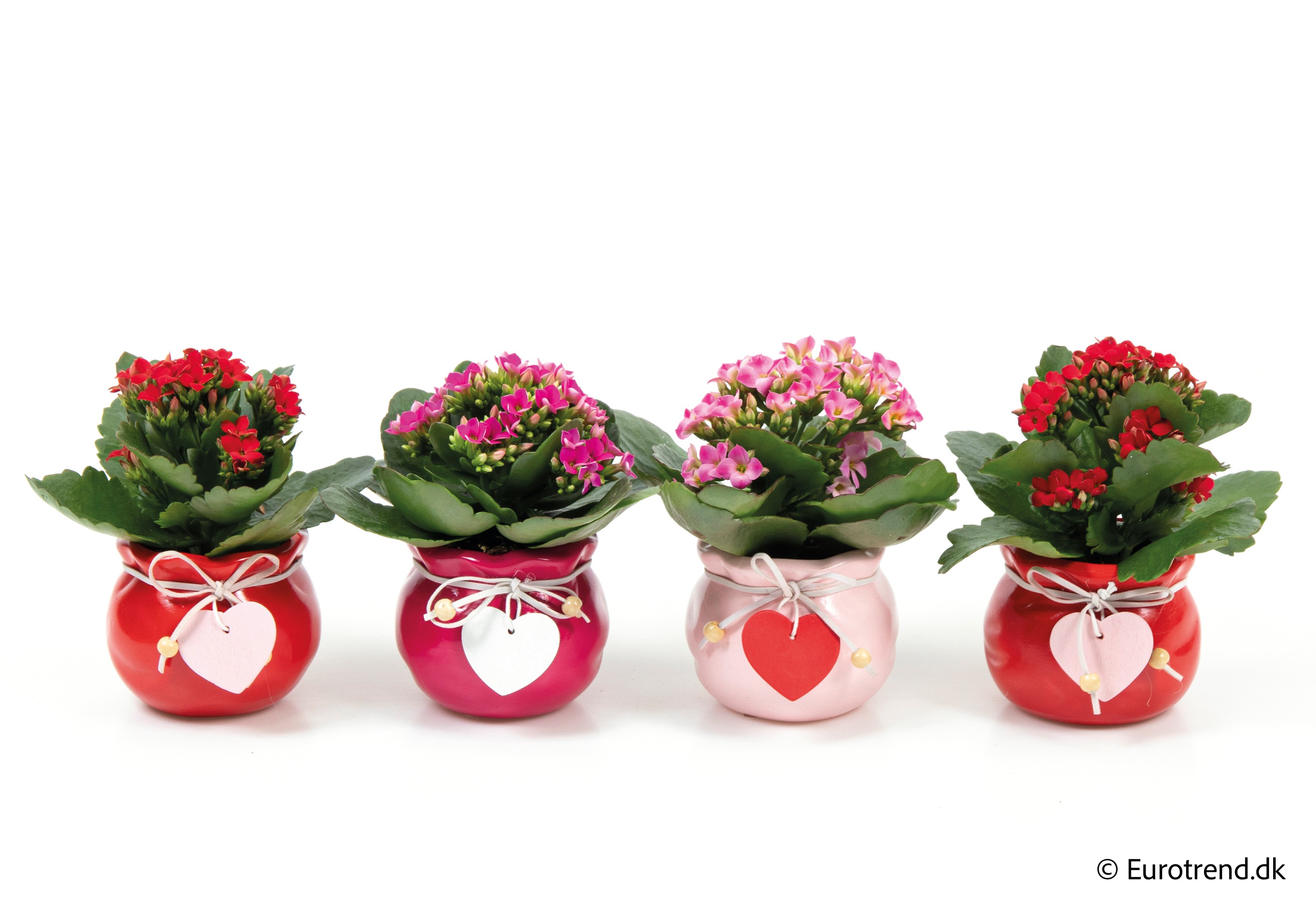 Kalanchoe in Valentine ceramic 2026, D 6