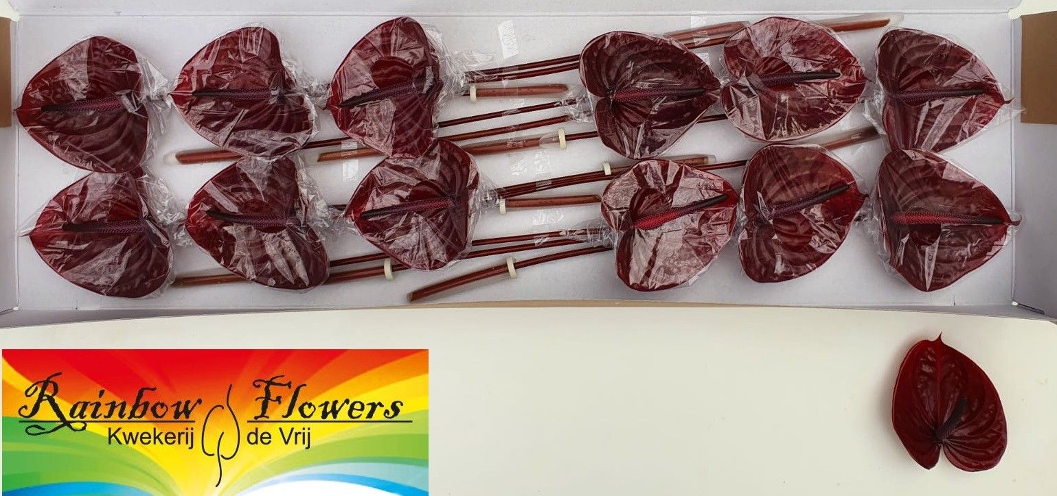 Антуриум Неро x12, шт.