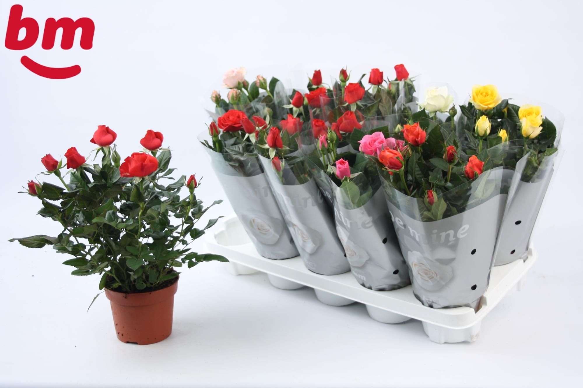Rosa Tray gemengd met 50% rood 12 cm, D 12