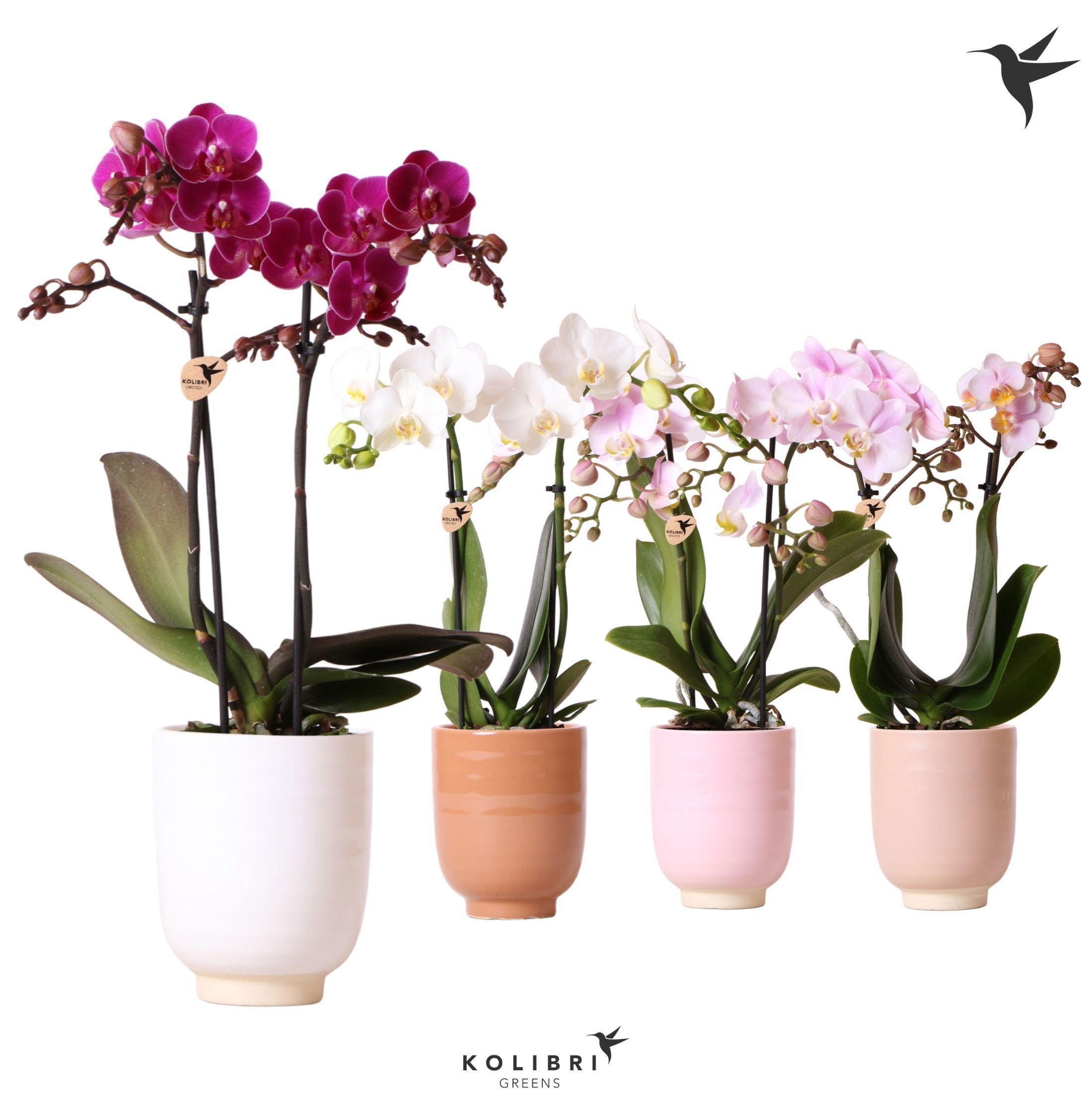 Kolibri Orchids Phalaenopsis mix 2 spike in Glazed pot mix, D 9