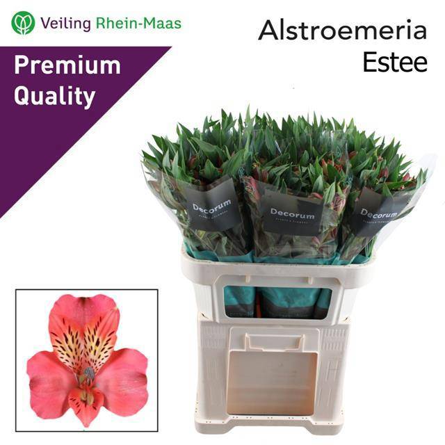 Альстромерия Эсти, шт.