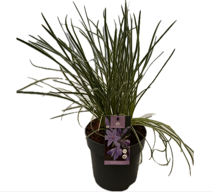 Tulbaghia 'Silver lace P22', D 22