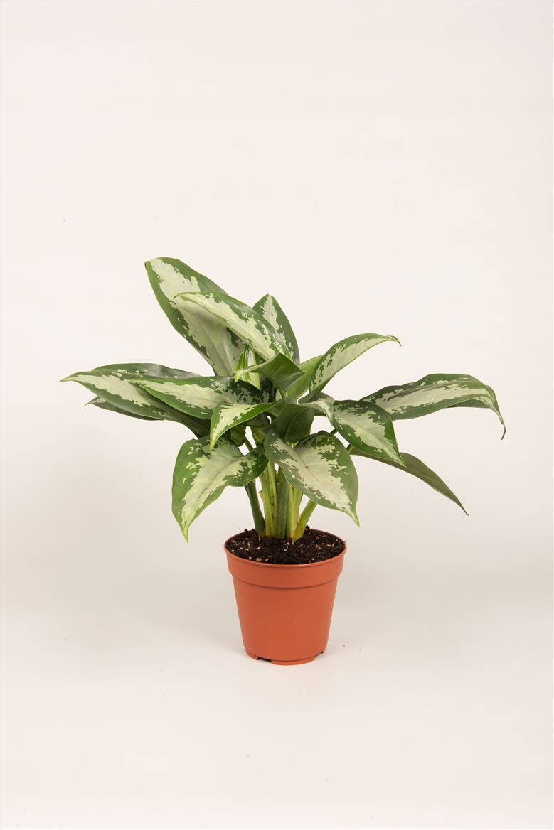 Aglaonema 'Jubilee Compacta', D 12