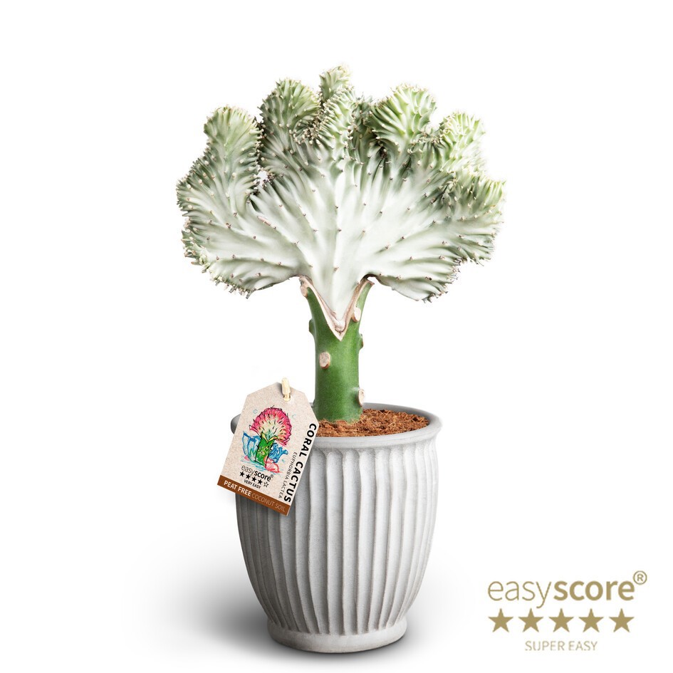 EUPHORBIA LACTEA 41117019 Athena, D 12 cm EUPHORBIA LACTEA 41117019 Athena, D 12 cm