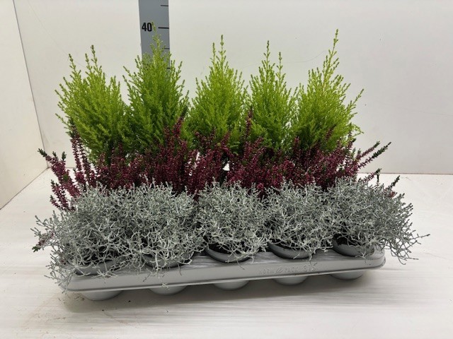 Herfst mix 3 soorten, D 10,5 cm