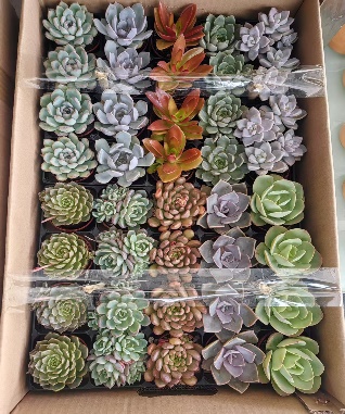 Эхеверия микс 6 8