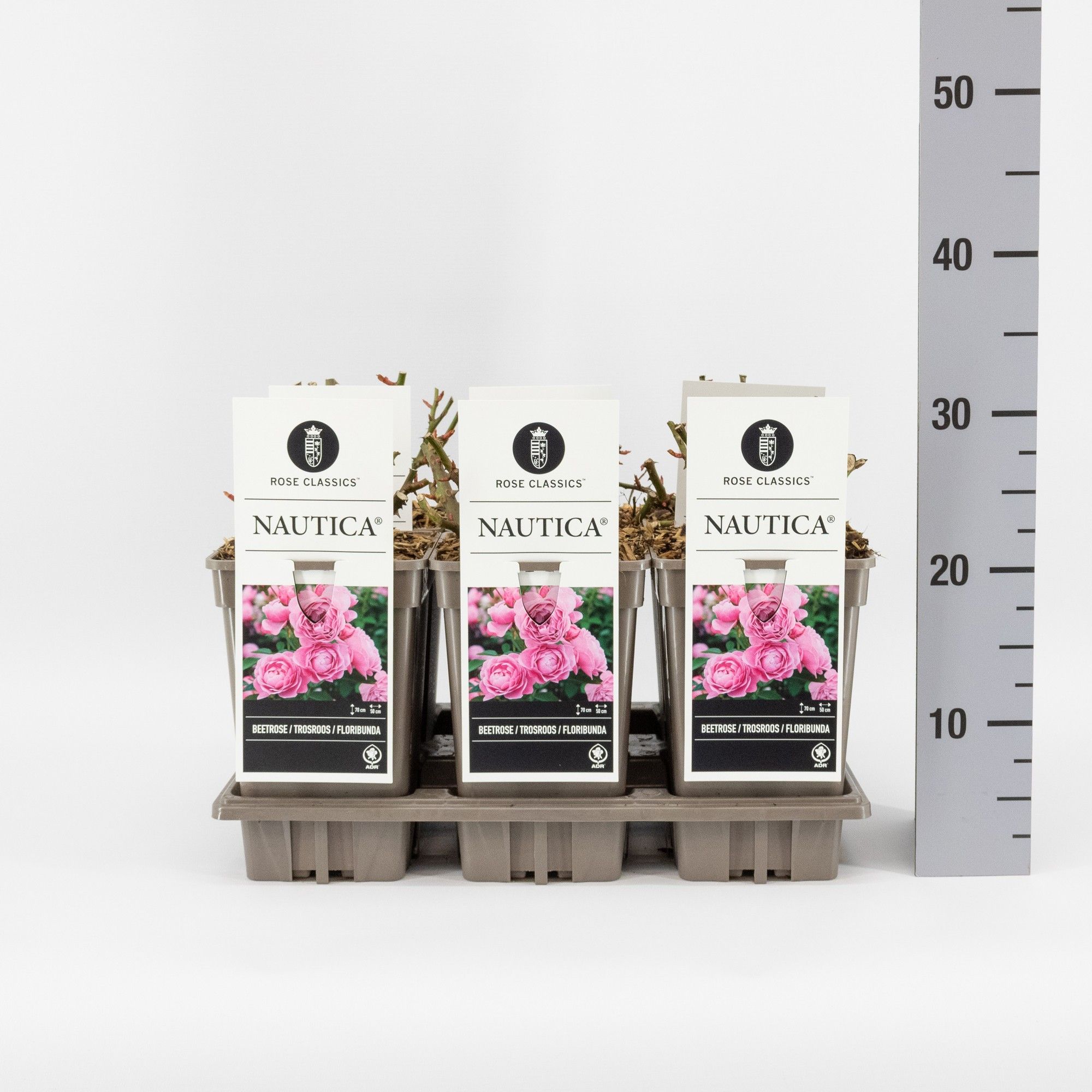 Rosa (F) Nautica ®, C3, D 17