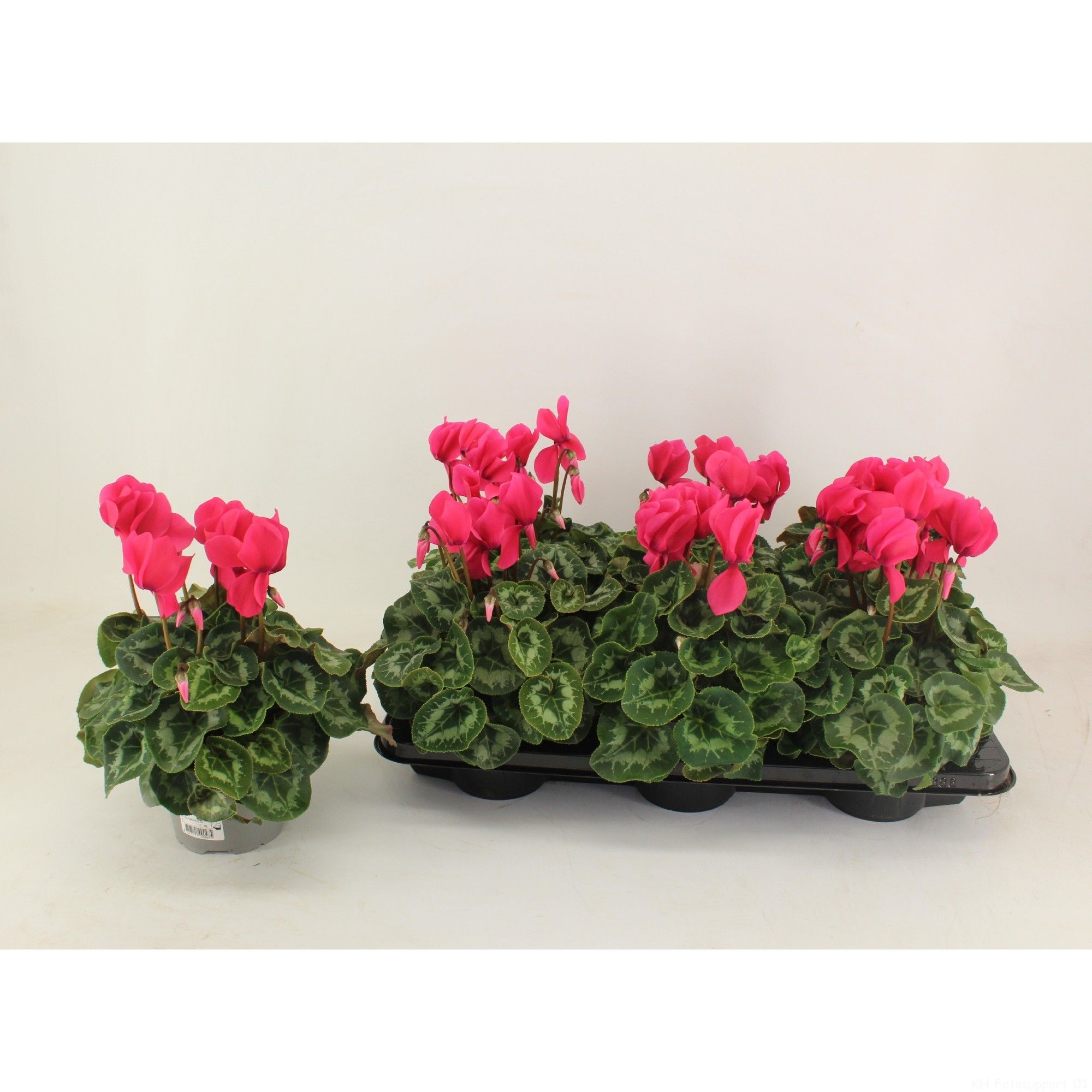 Cyclamen Leopardo Neon/Hot Pink, D 13 cm