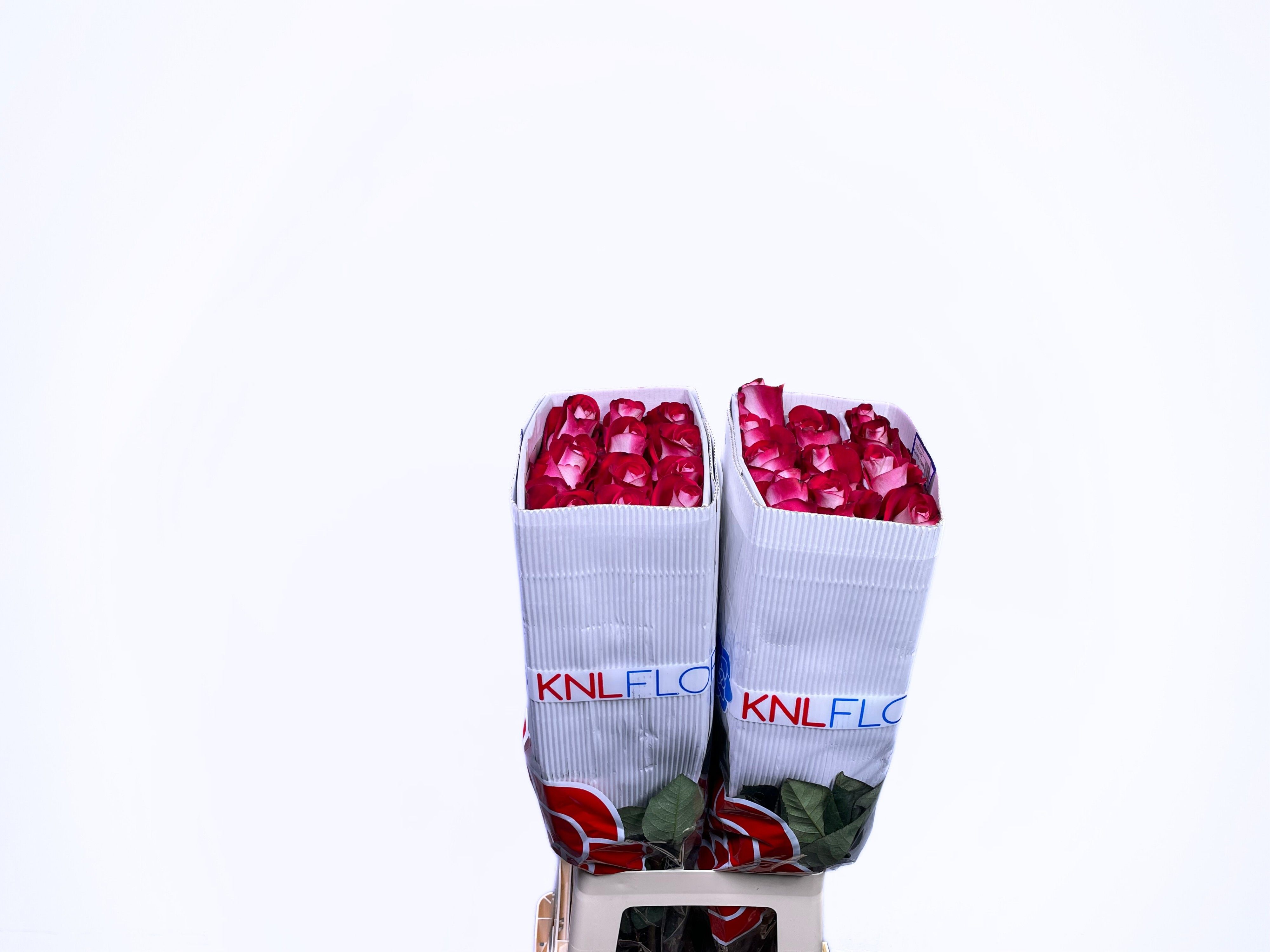 Роза од. Блюз+ 70, шт.