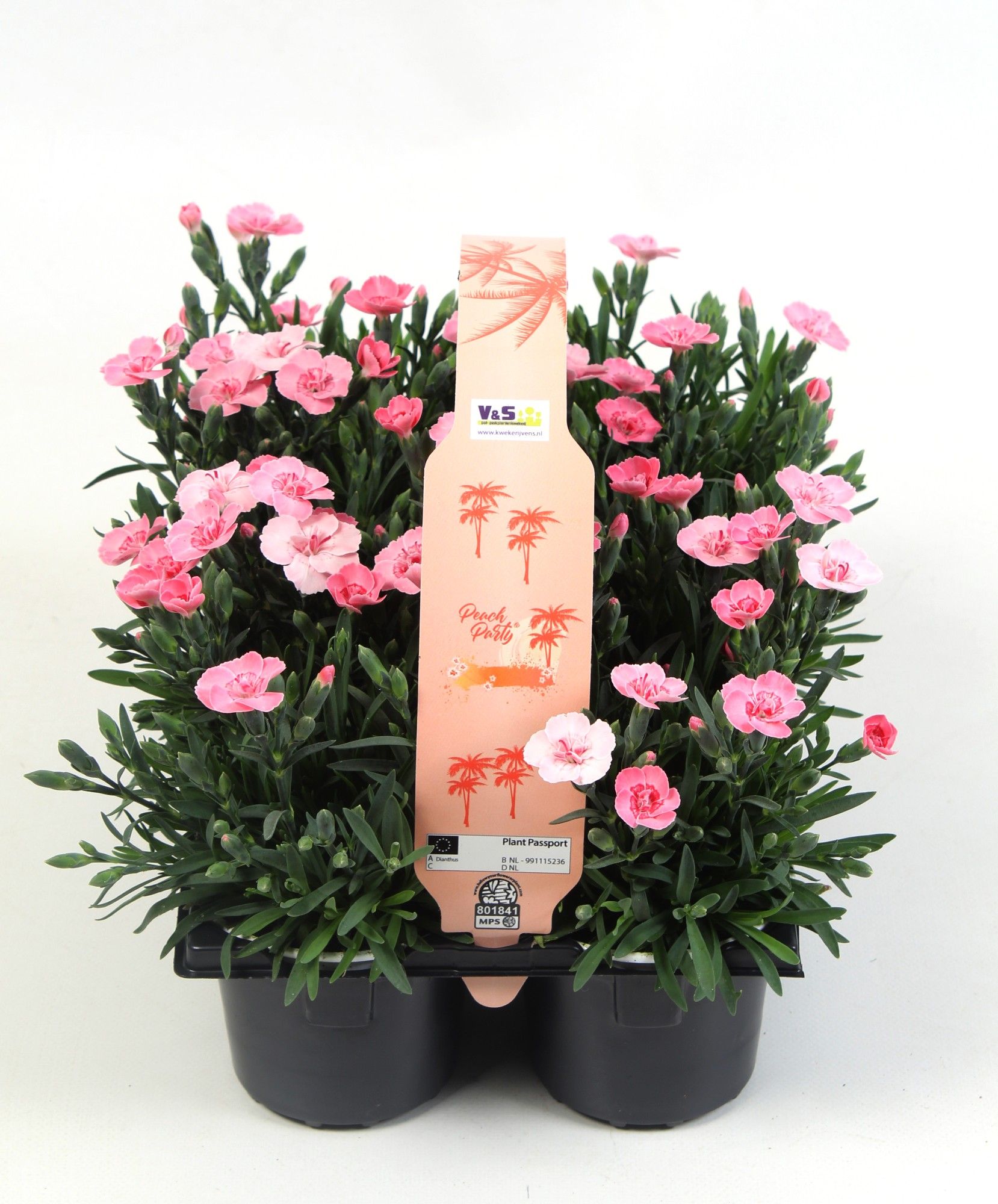 Dianthus Peach Party in 6-pack, D 9