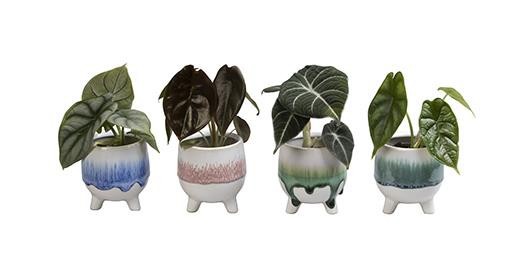 ALOCASIA ZEBRINA MIX L 465, D 6 cm