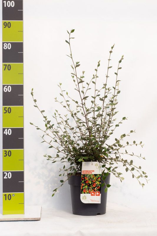 Cotoneaster franchetii C 4,6, D 23