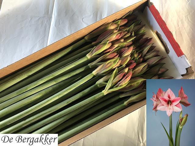 Амарилис Ревелейшн (светло-роз.) x30, шт.