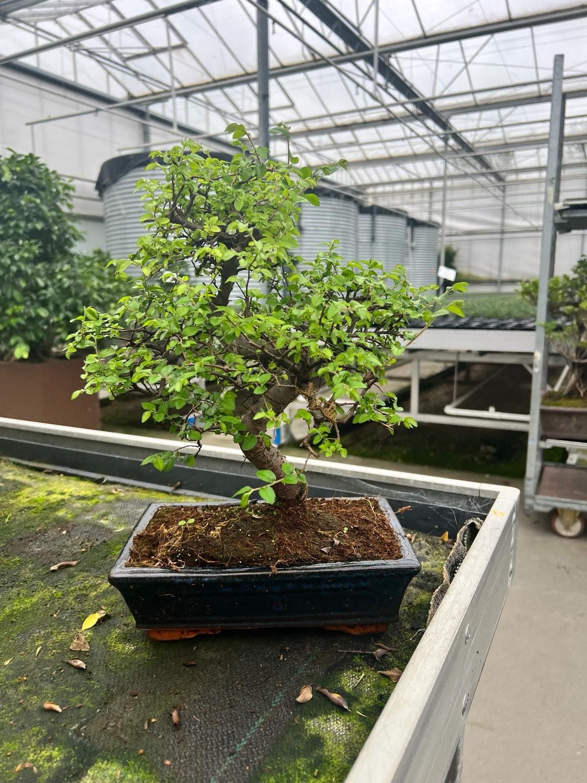 Zelkova parvifolia, 25cm., shape, with drip tray, D 25