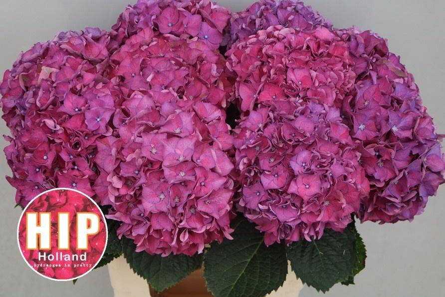 Гортензия Родео Перпл 60, шт.