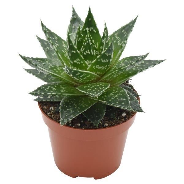 Gasteria Mufasa, D 10,5 cm