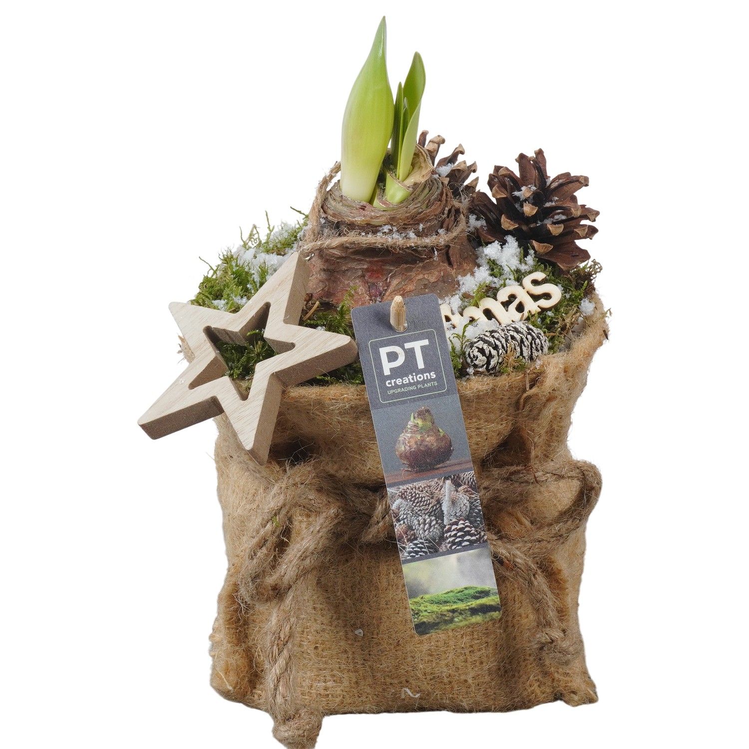 PTACH5911 Arrangement Amaryllis Christmas in jute zak, D 13 cm