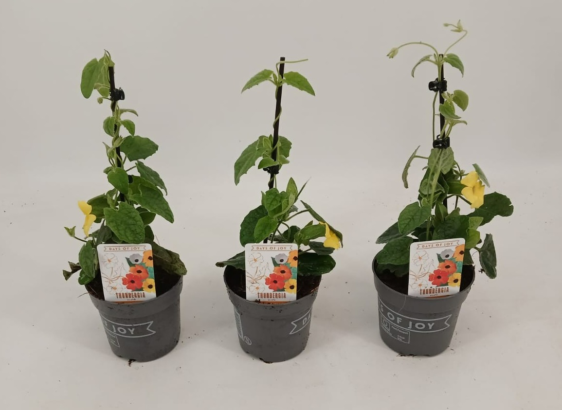 Thunbergia alata 'Yellow Dark Eye', D 10,5