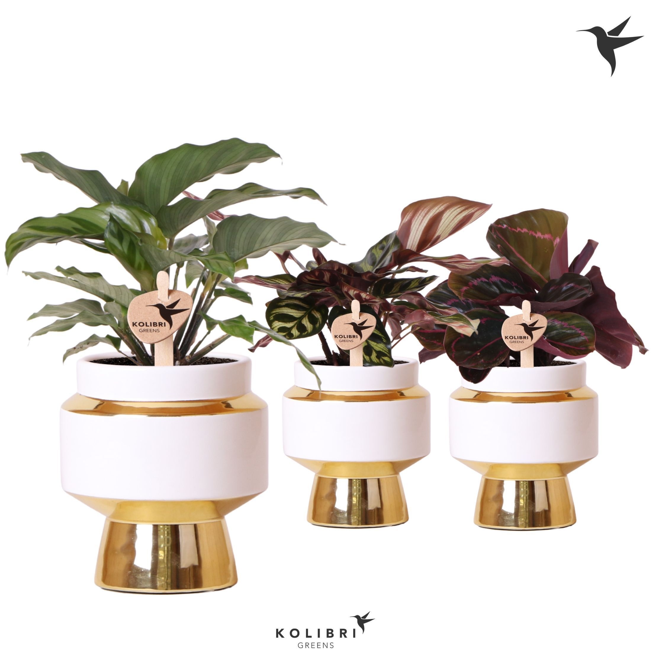 Kolibri Greens Calathea mix in Le Chic pot gold, D 9