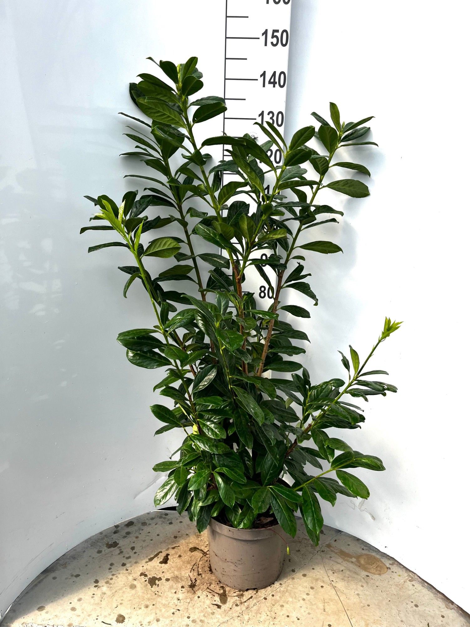 569 VPK : Pot 29 cm Prunus Laurocerasus "Novita", D 29