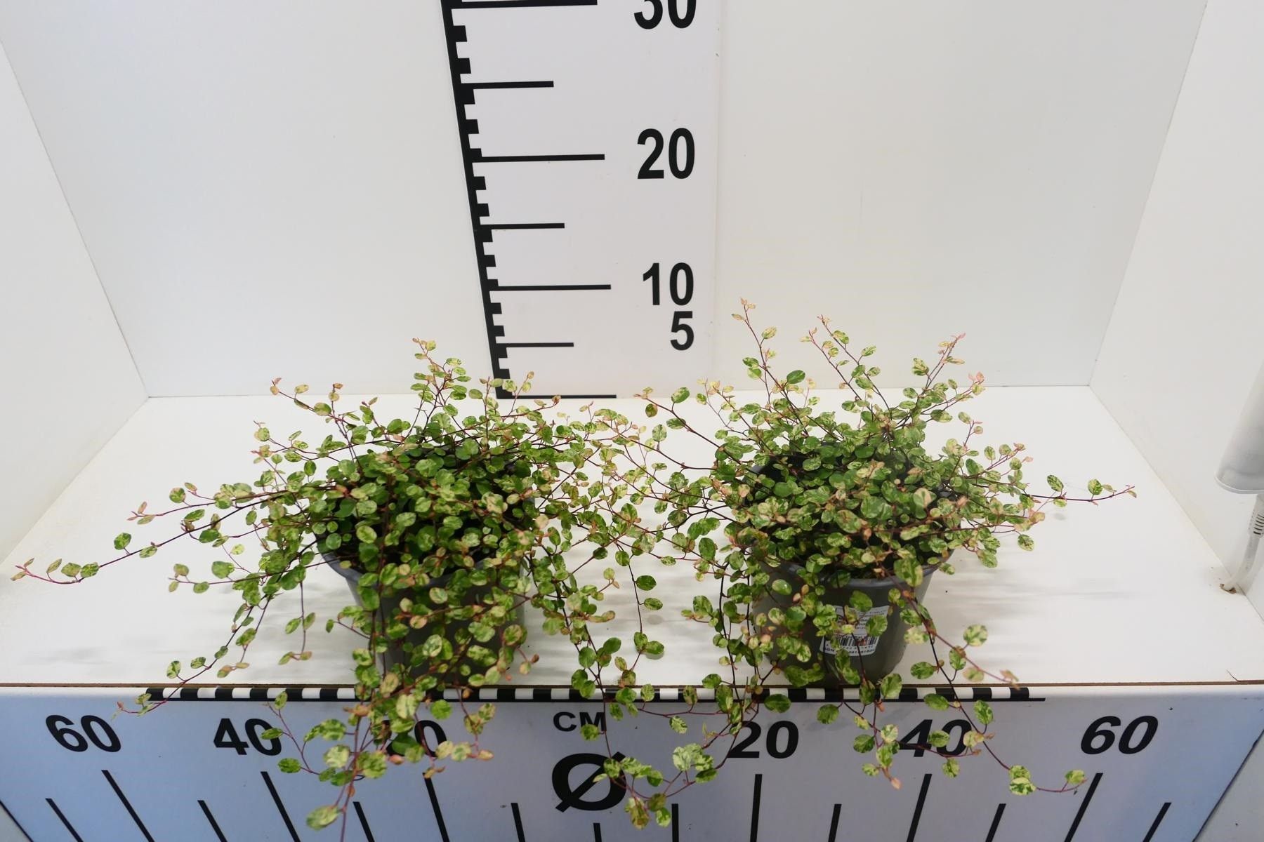 Muehlenbeckia complexa 'Pink Camouflage', D 12