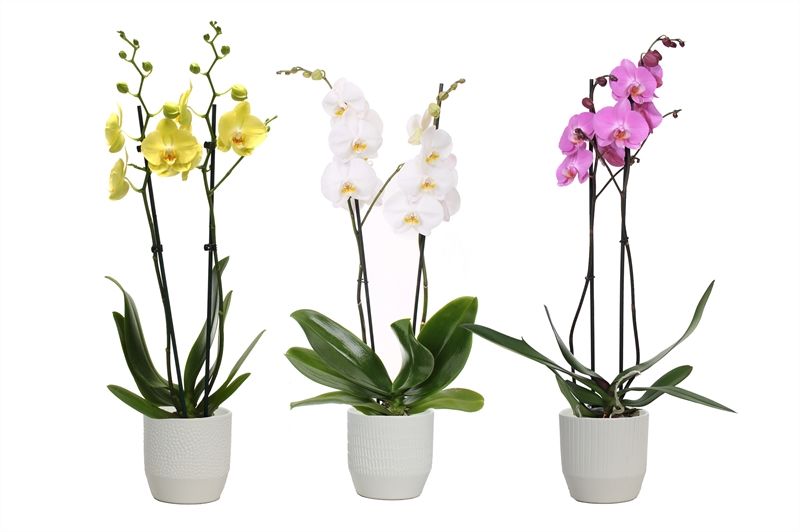 Tirza p12 vanille mix Phal mix 2T14+, D 12