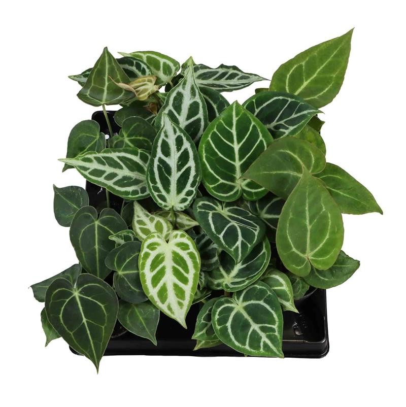 ANTHURIUM 'Mix', D 6