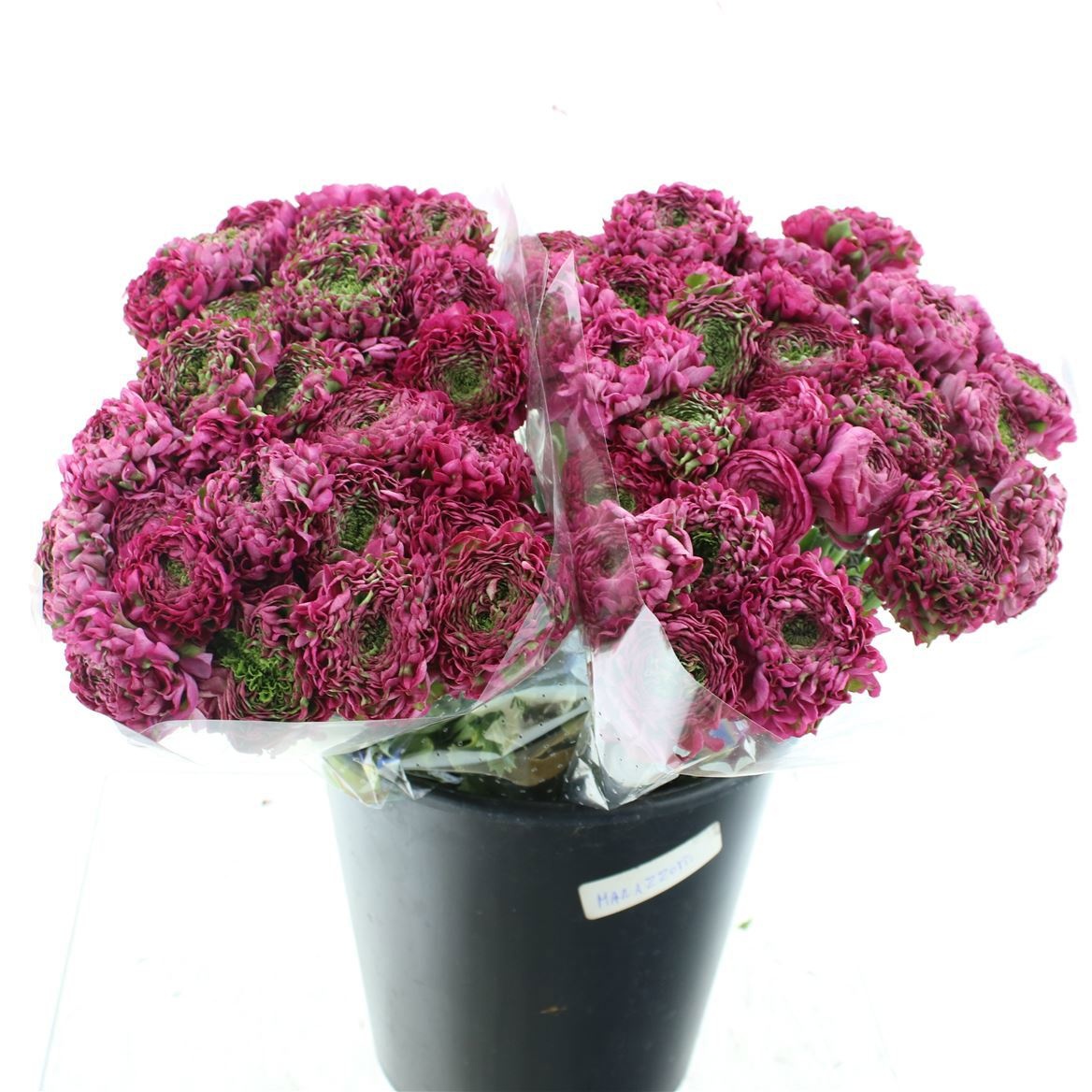 Ранункулус Пон Пон Аладдин 45 (розово-зел.), шт.