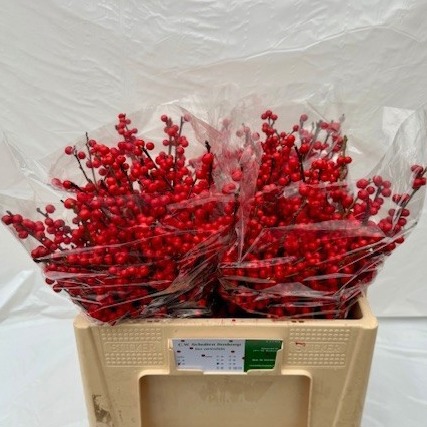 Илекс Красные ягоды 50, шт.