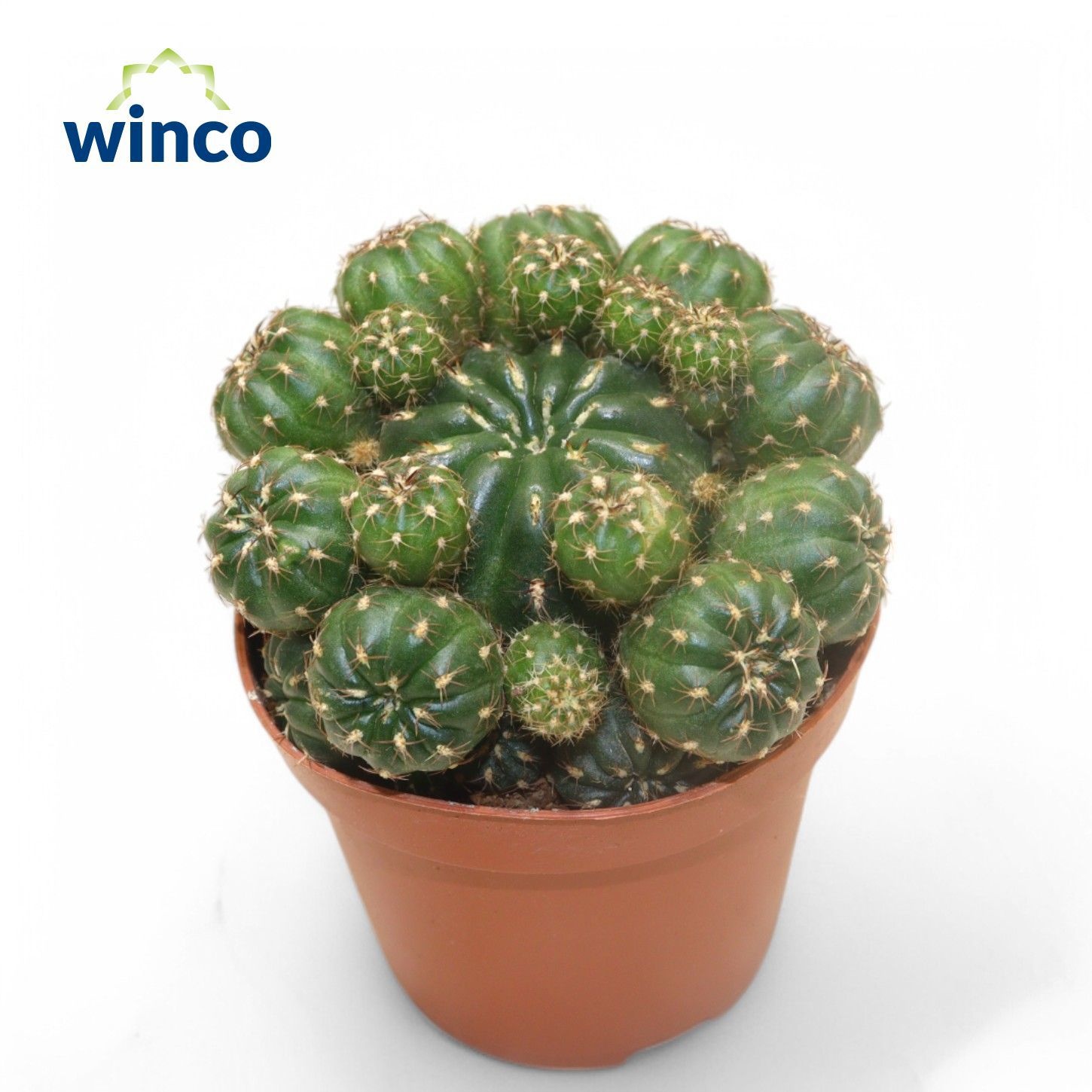 Matucana Polzii, D 8,5