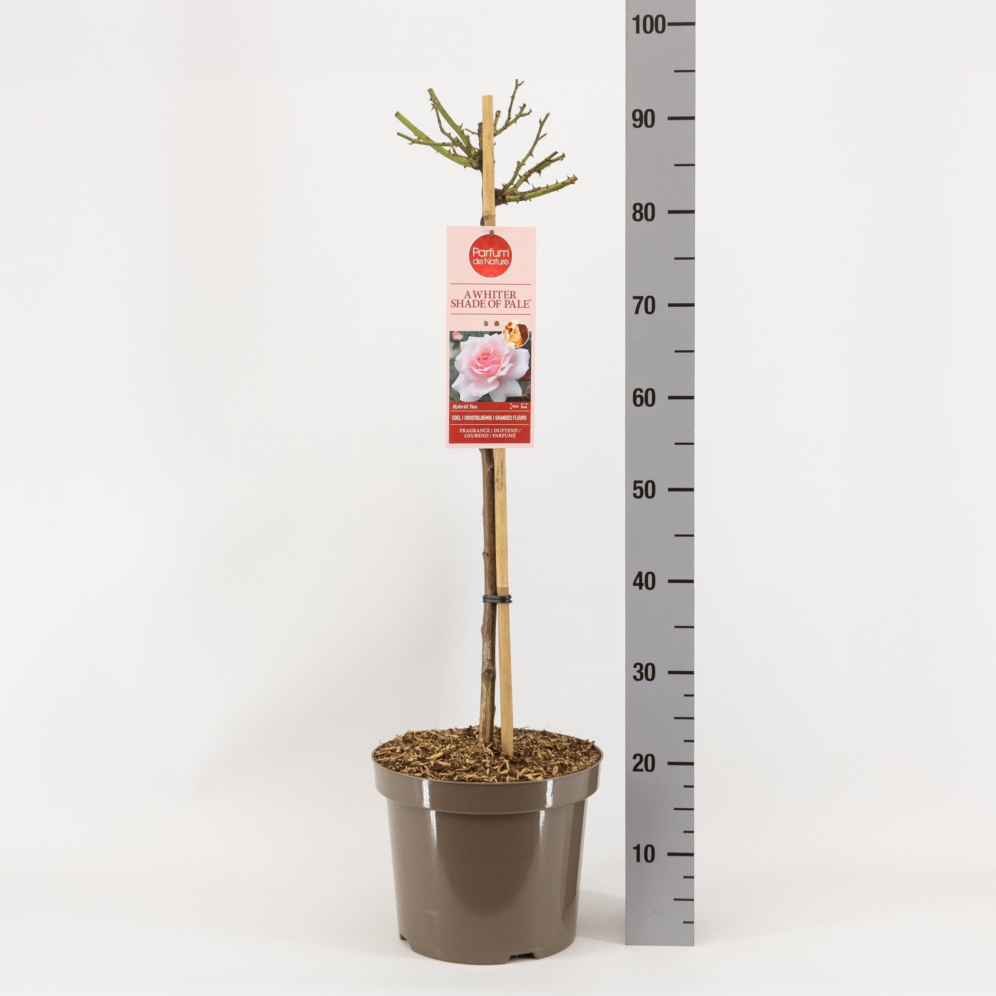 Parfum de Nature Whit.Shade of Pale, stam 70, C7.5, D 26 cm