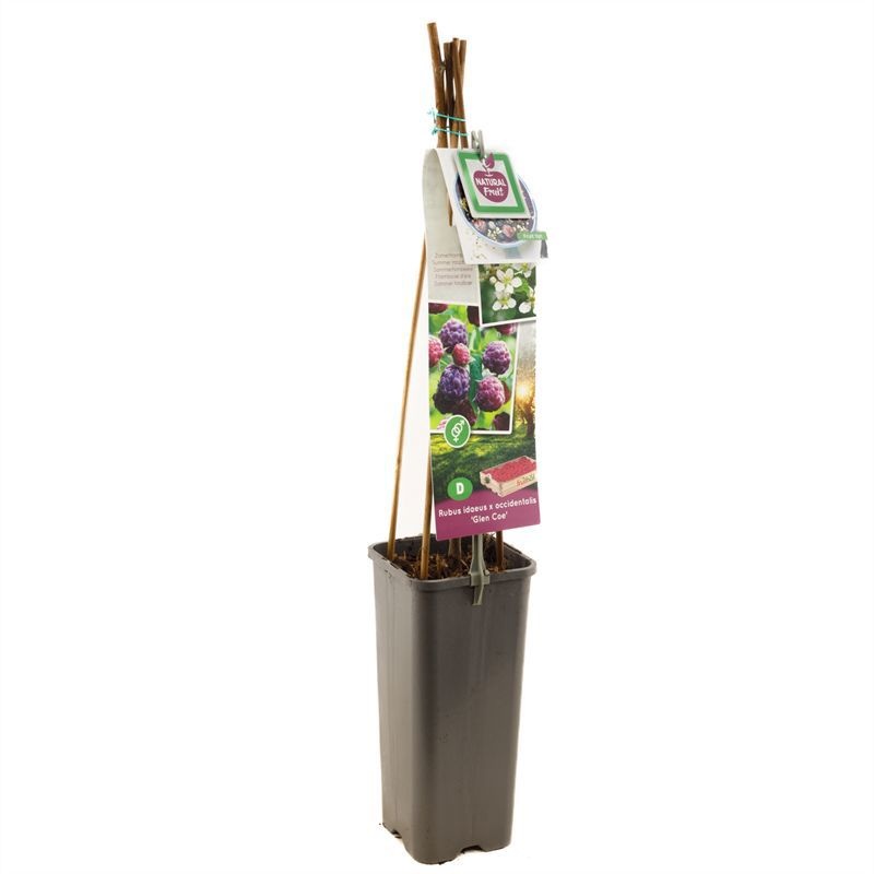 Rubus id. x occidentalis Glen Coe Paarse zomerframboos, D 11