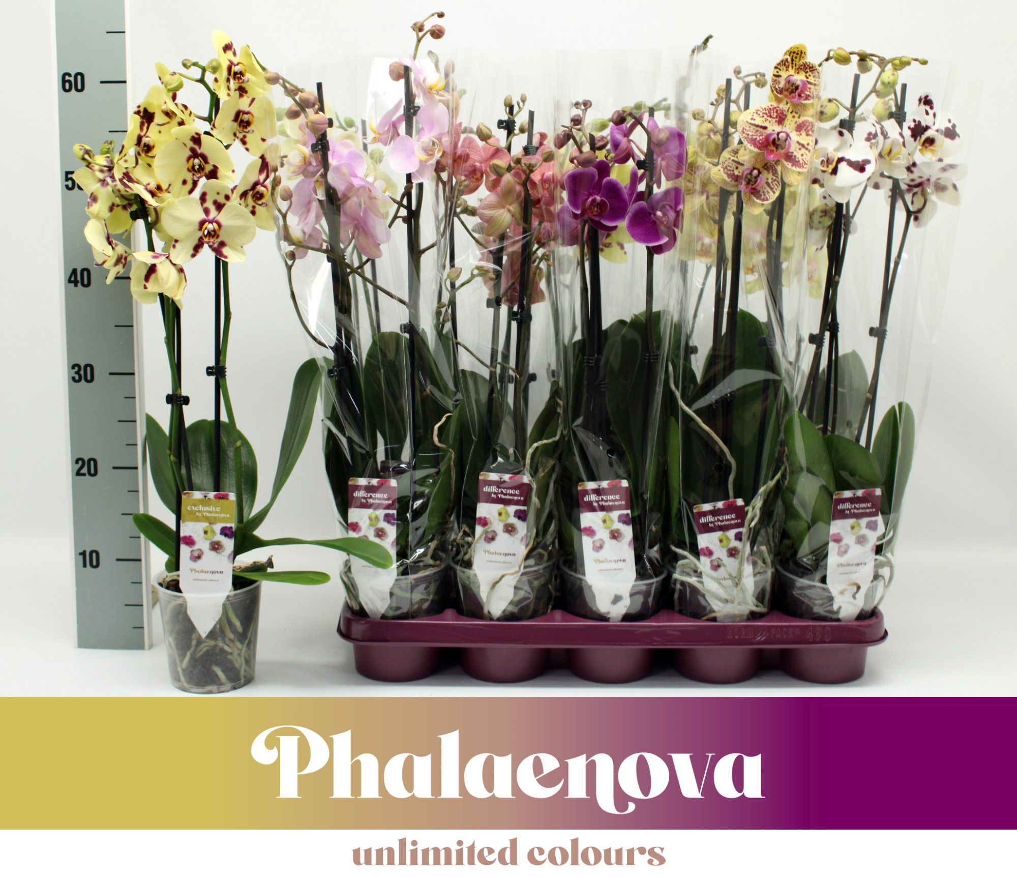 Gemengd 3-tak 60cm (RIJP), D 12