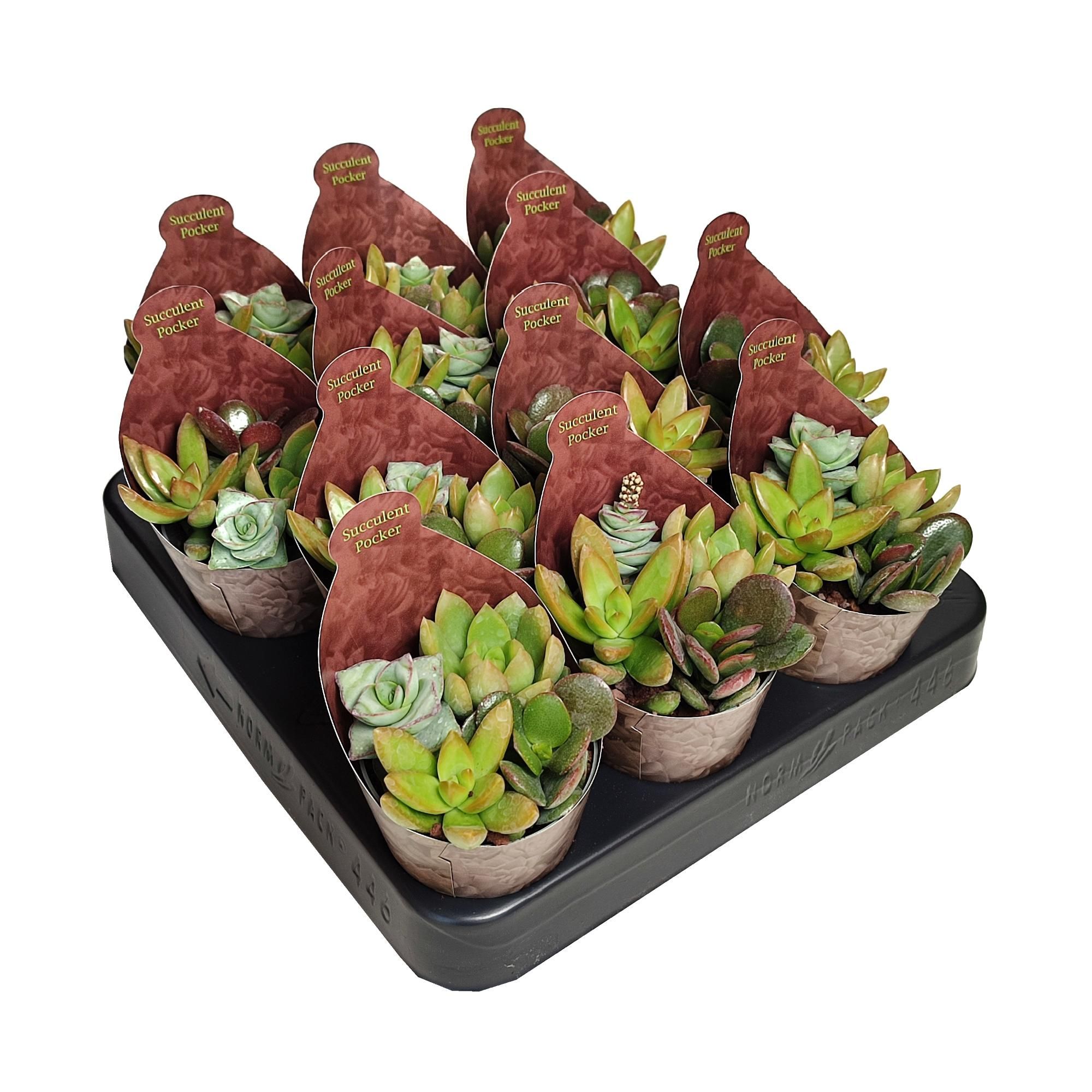 POKER SUCCULENTS MIX - POT Ø 6,5 - COLLECTION WITH POTCOVER (SUCCULENTEN), D 6,5