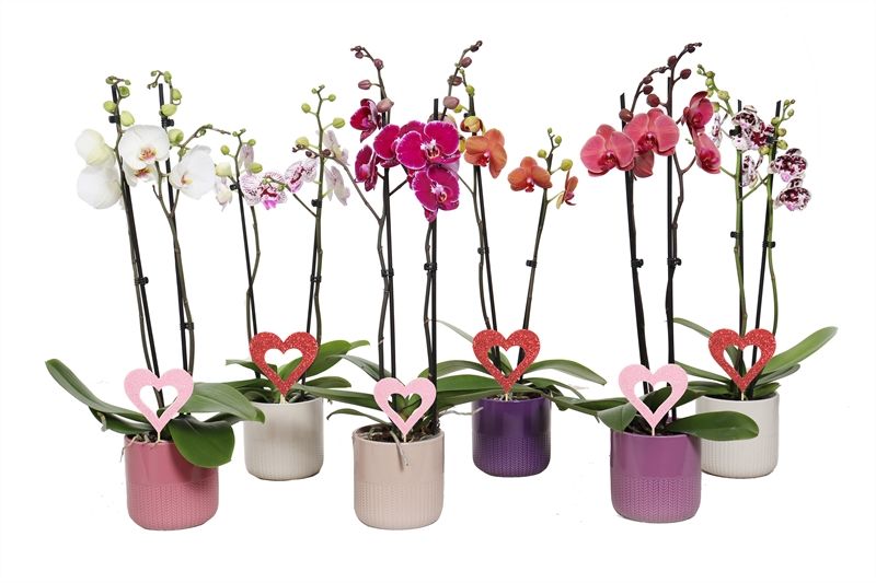 Dolomite p12 Morgan charm mix Phal mix 2T14+, D 12