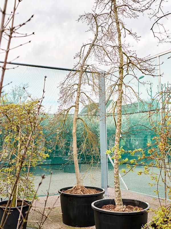 Acer pal. diss. 'Viridis', D 85