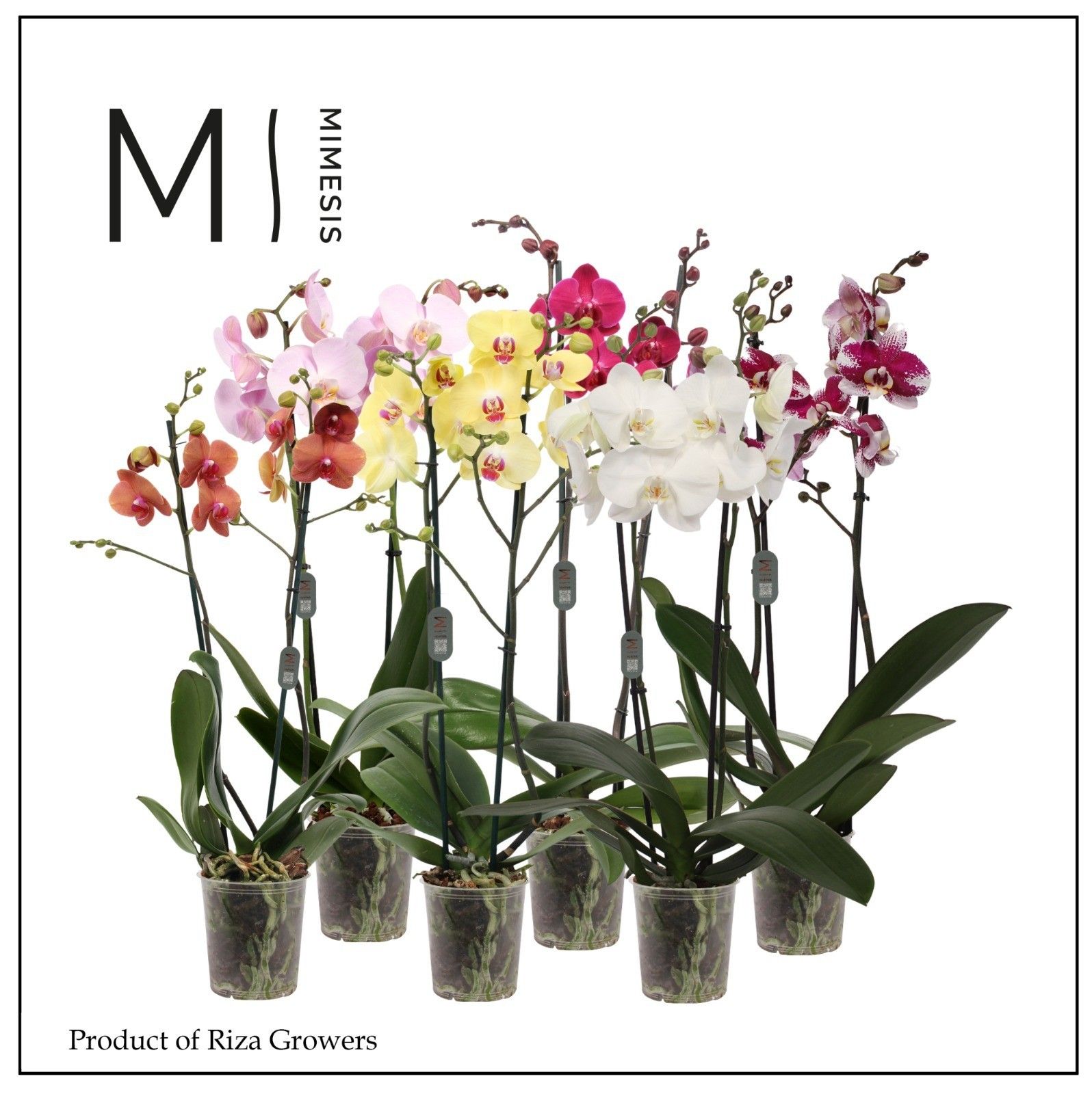 Phalaenopsis Mix 2 spike - 12cm | Mimesis, D 12 cm