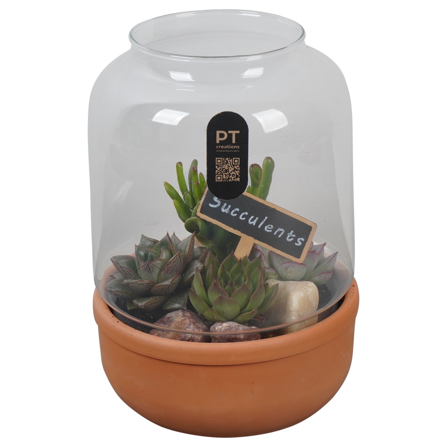 PTSU8514 Arrangement Succulenten in glazen terracotta pot, D 17