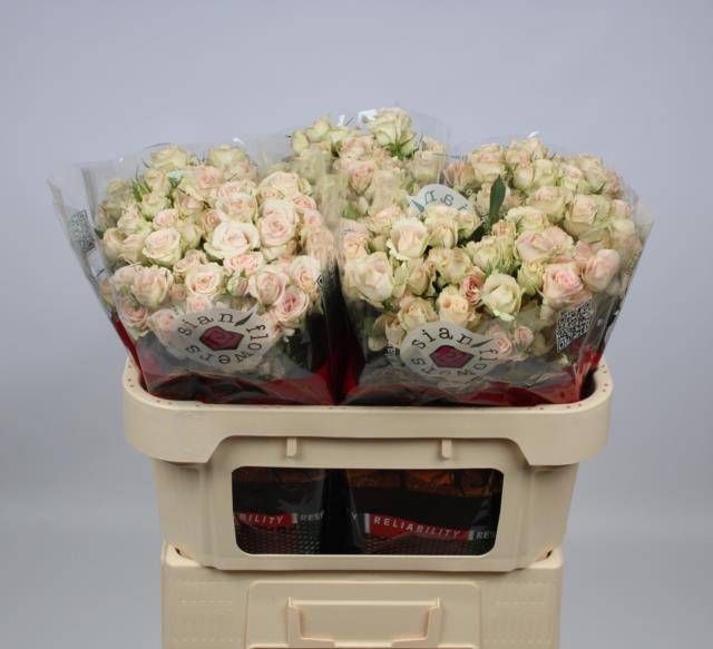 Роза куст. Овериг 70, шт.