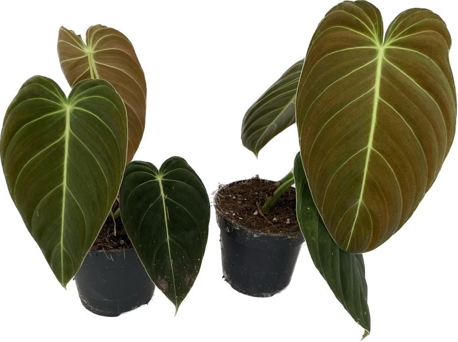 Philodendron melanochrysum p12, D 12