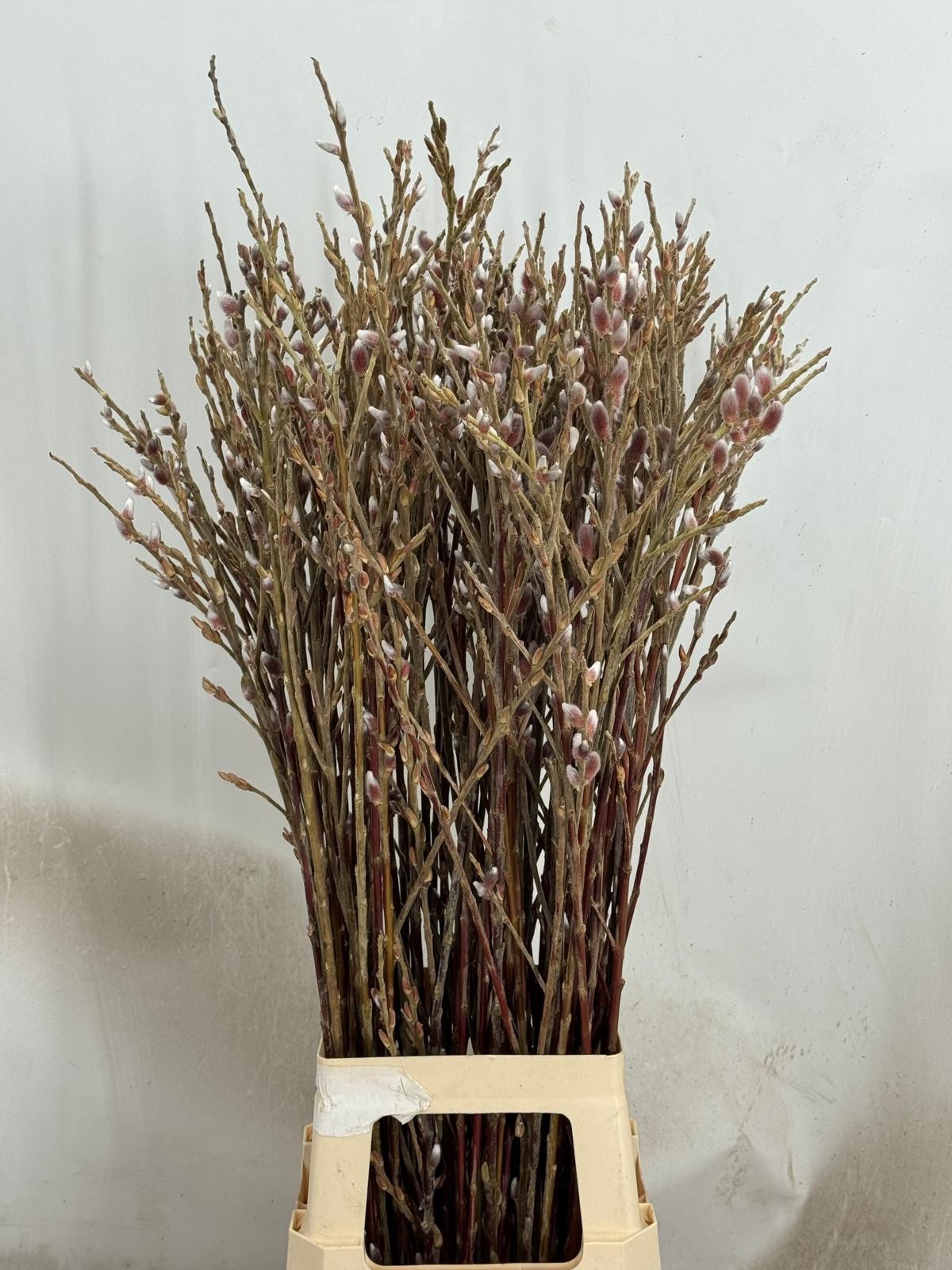 Саликс Пинк Кешн 80, шт.