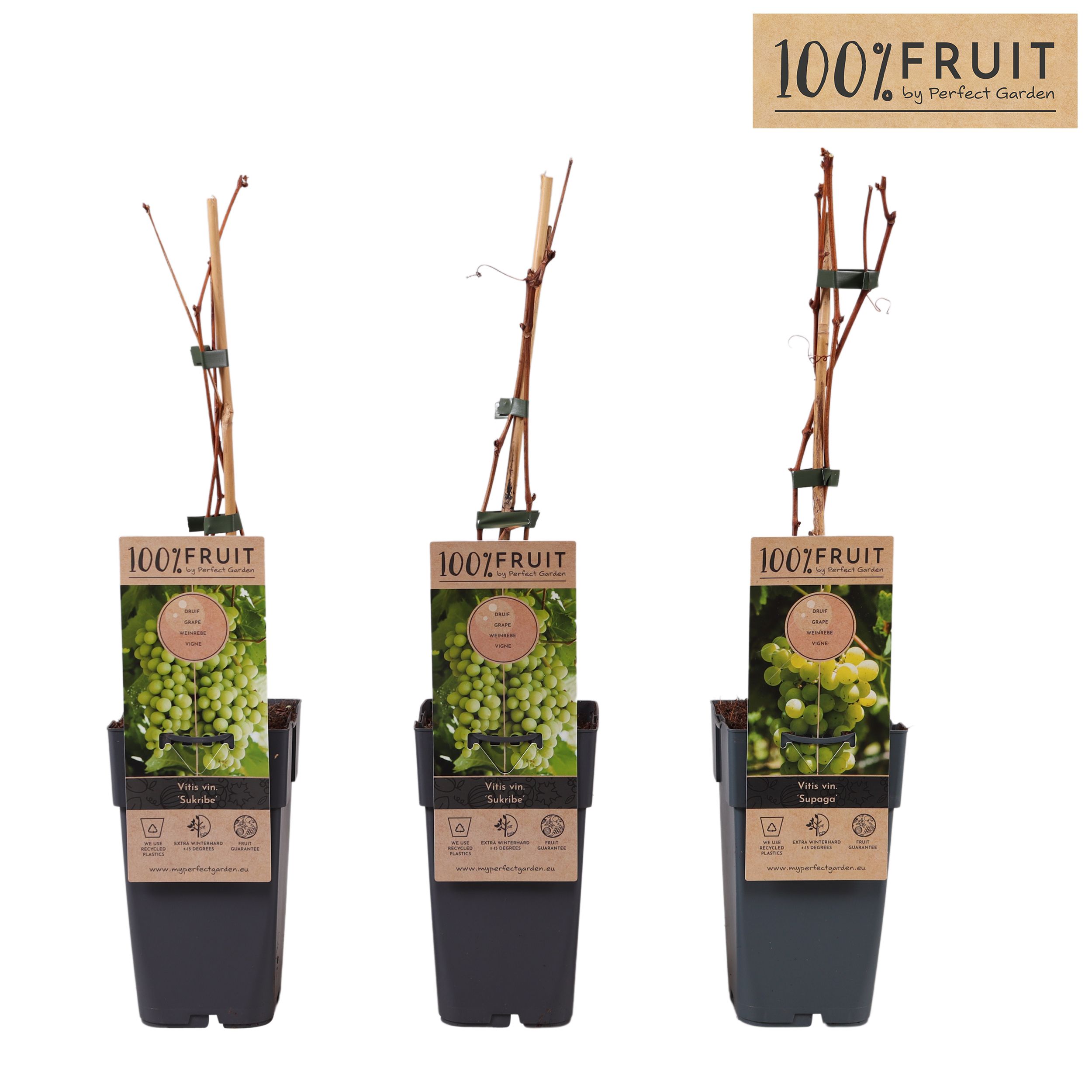 Vitis Sukribe P15, D 15