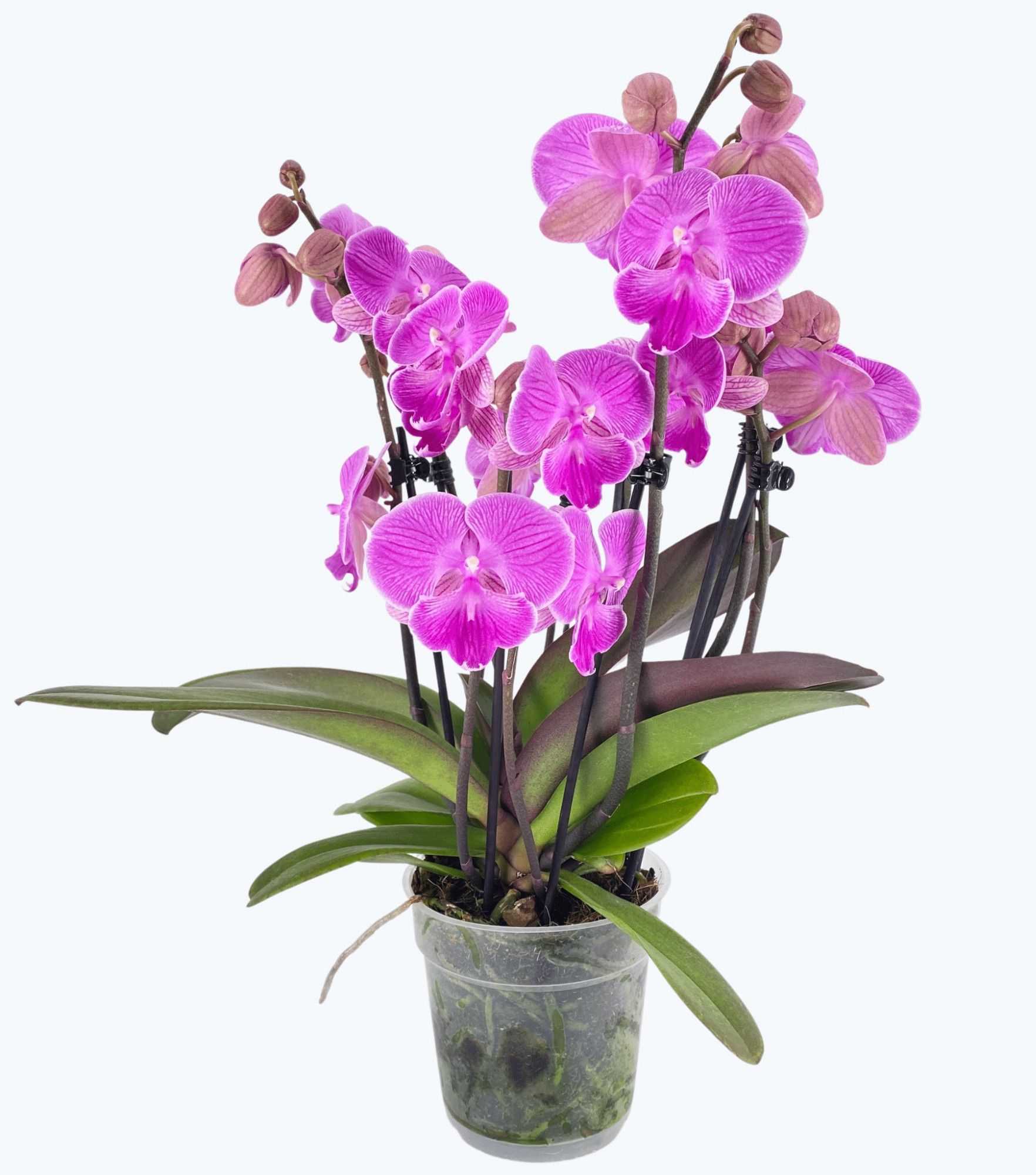 Phal. 3-4 tak 'Big Lip Kalimantan' 'Two of Us', D 12