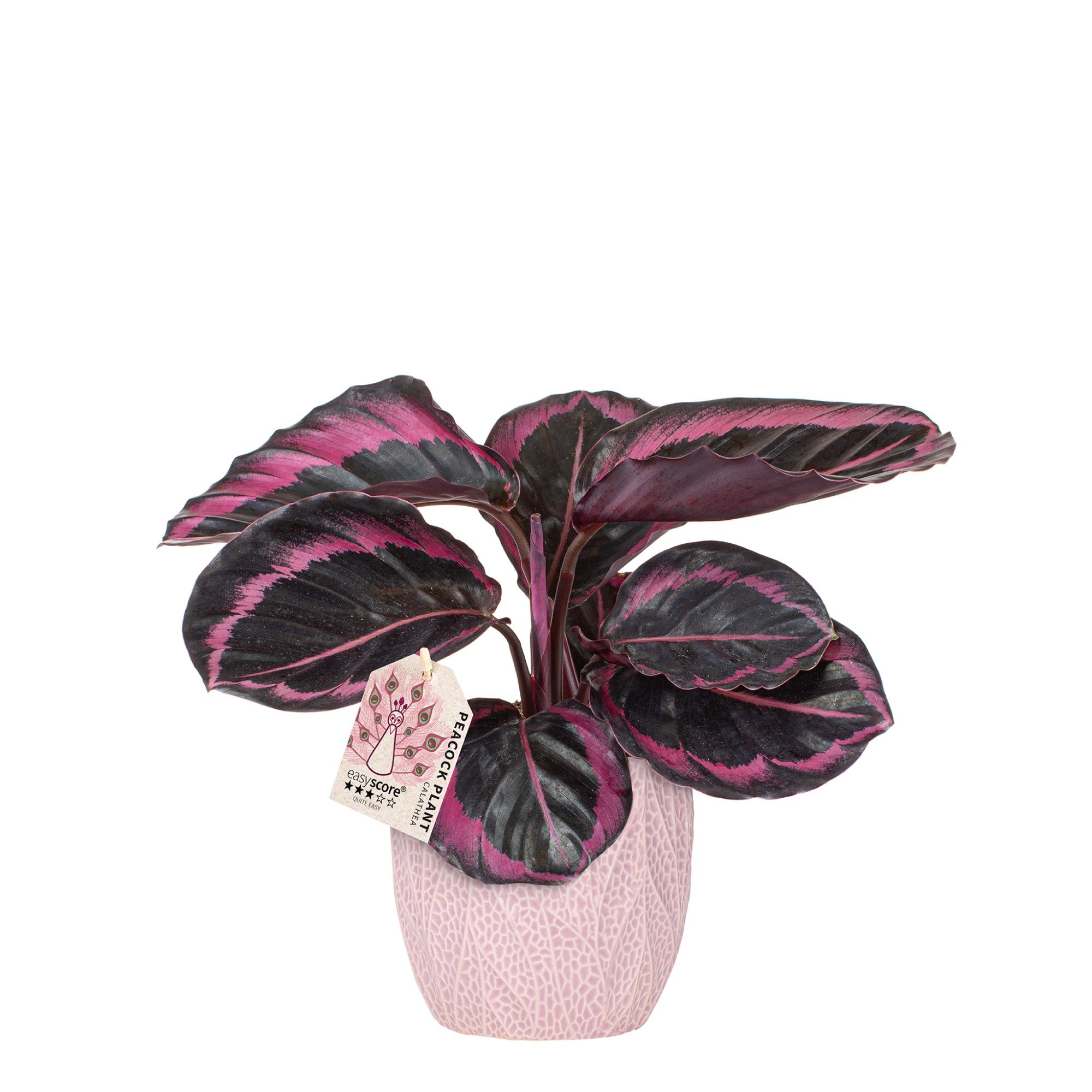 Leaf Rosa, Calathea ´Dottie´, D 12 cm Leaf Rosa, Calathea ´Dottie´, D 12 cm