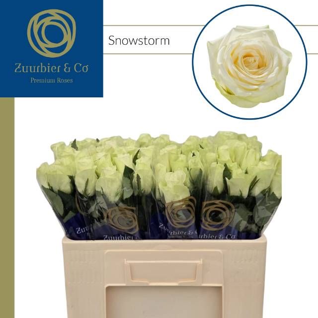Роза од. Сноусторм+ 50, шт.