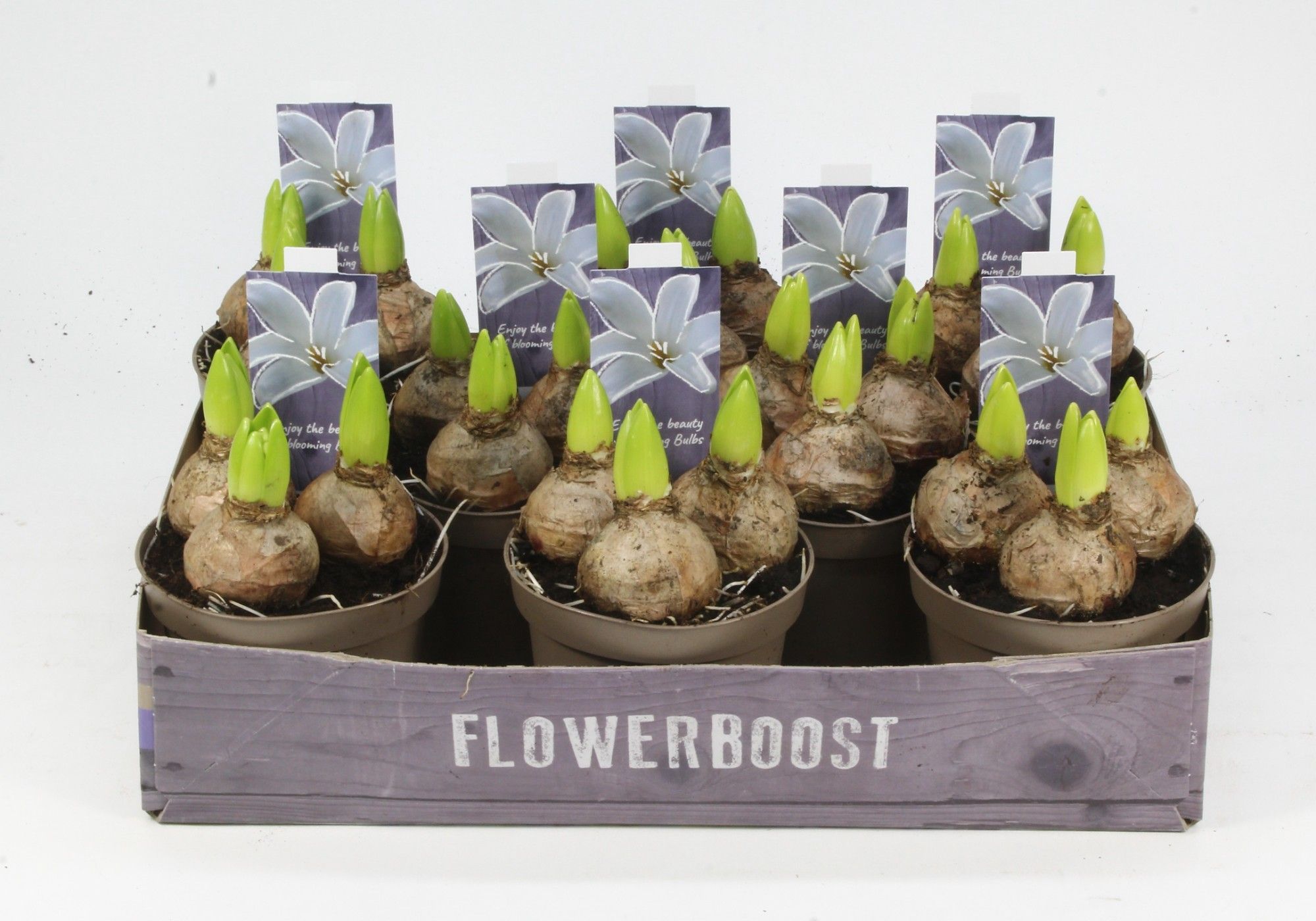 HYACINT WIT 12, D 12